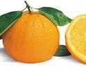 17 Kg d’Oranges de Ribéra Biologique qualité "Fioroni"